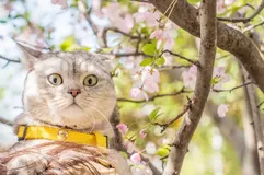 阿里这套算法，让1亿只猫惊呆了