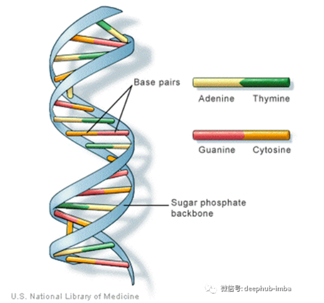 使用机器学习和Python揭开DNA测序神秘面纱（一）