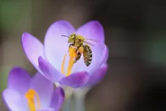 闲鱼正在悄悄放弃 Flutter 吗？
