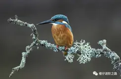 【Maven系列3】坐标与依赖