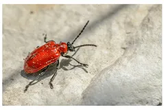 SpringBoot 实战：优雅的使用枚举参数