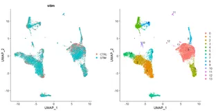 Seurat 4.0 | 单细胞转录组数据整合(scRNA-seq integration)