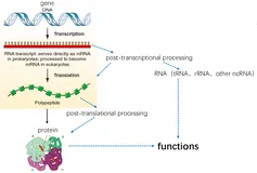 转录组数据分析 RNA-seq（一）