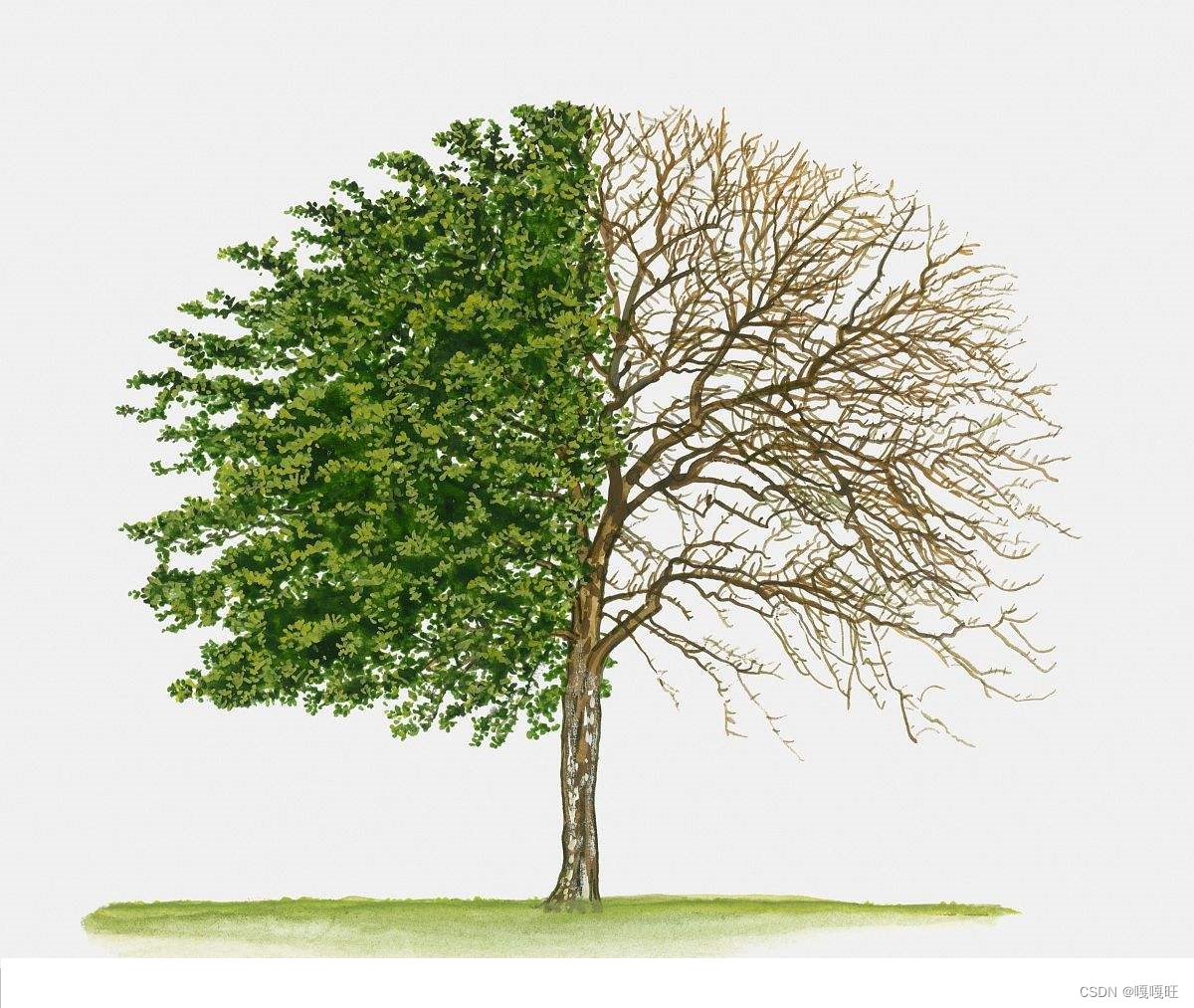 【数据结构】二叉树的基本概念