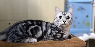 Linux 内核 vs Windows 内核