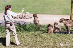 zookeeper go client原理总结