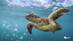 RPC框架：从原理到选型，一文带你搞懂RPC（一）