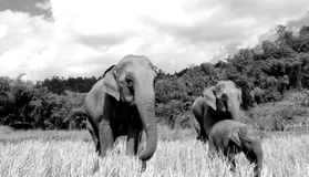 PostgreSQL 9.6 文档