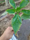讯飞叶菜病虫害图像识别挑战赛