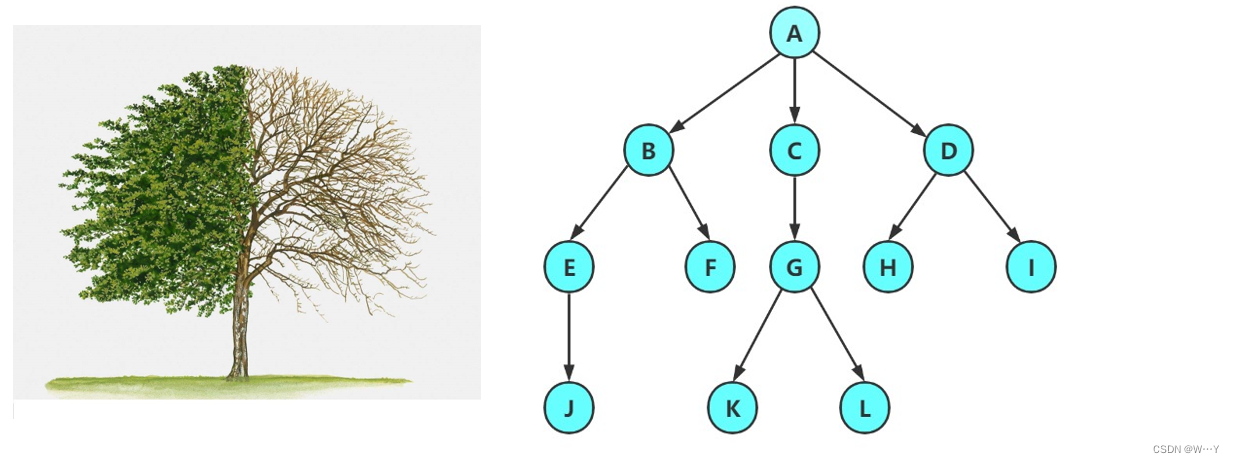 树的引进以及二叉树的基础讲解——【数据结构】