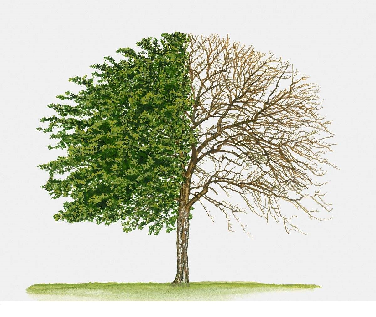 【数据结构】树与二叉树（上）