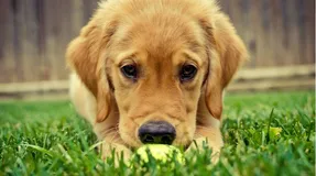 JavaScript 数据类型的转换