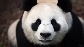 JavaScript包装类（一）