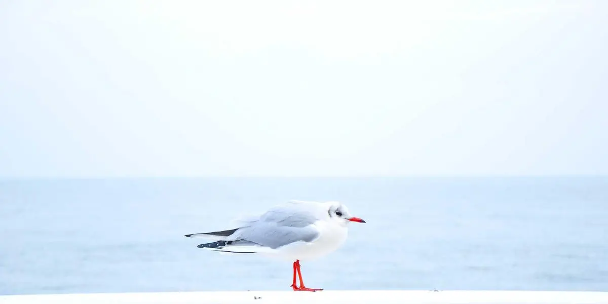 氛围图