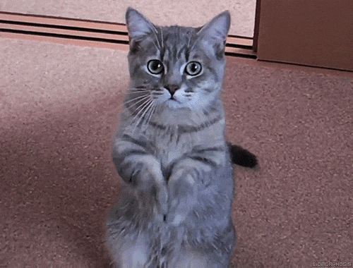 cat-thank.gif
