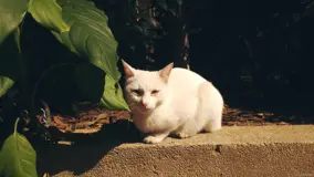 进一步理解卷积神经网络，对卷积网络可视化