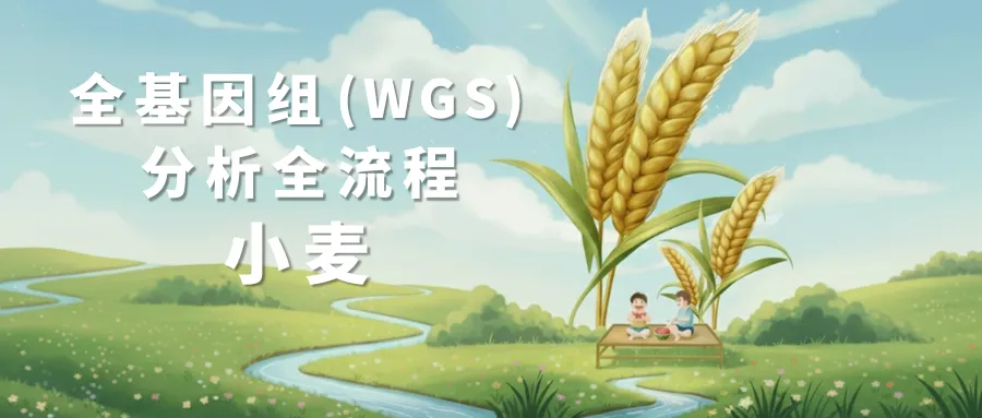 全基因组 分析全流程 (1)2.png