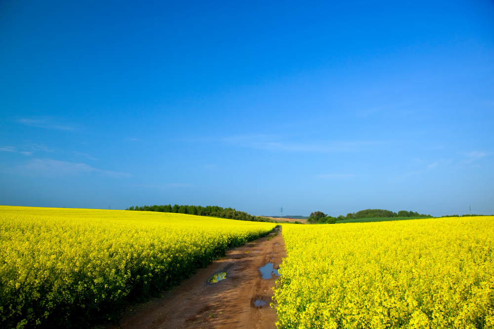 field-yellow-flowers.jpg