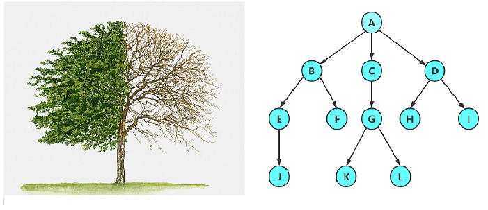 【数据结构】树和二叉树