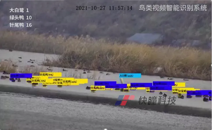 鸟类识别监控.png