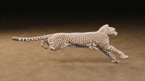 6.gif