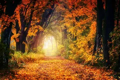 LeetCode 63. Unique Paths II