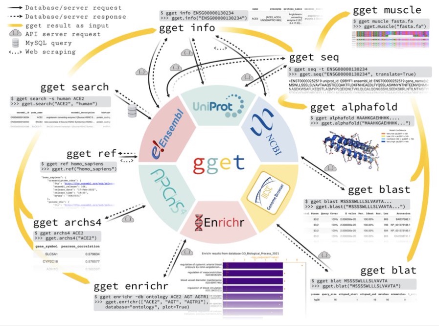gget: 一款强大的基因组参考数据库的高效查询工具