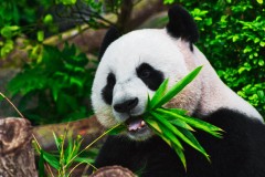Pandas的apply, map, transform介绍和性能测试