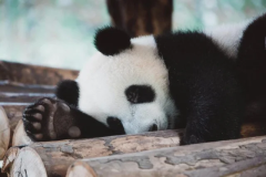 Pandas处理大数据的性能优化技巧