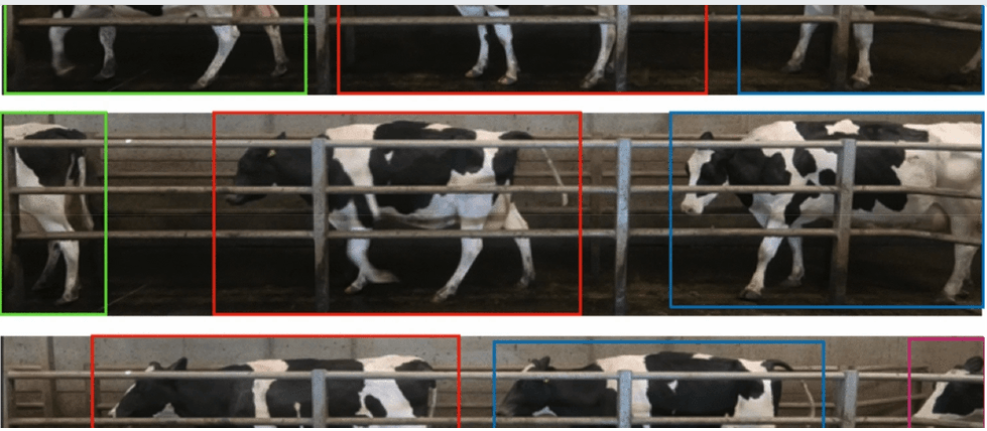 借力计算机视觉及深度学习，纽卡斯尔大学开发实时、自动化奶牛跛行检测系统