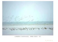 在淘宝养神兽｜这种小鸟比大熊猫还稀少，你竟供养了14只？