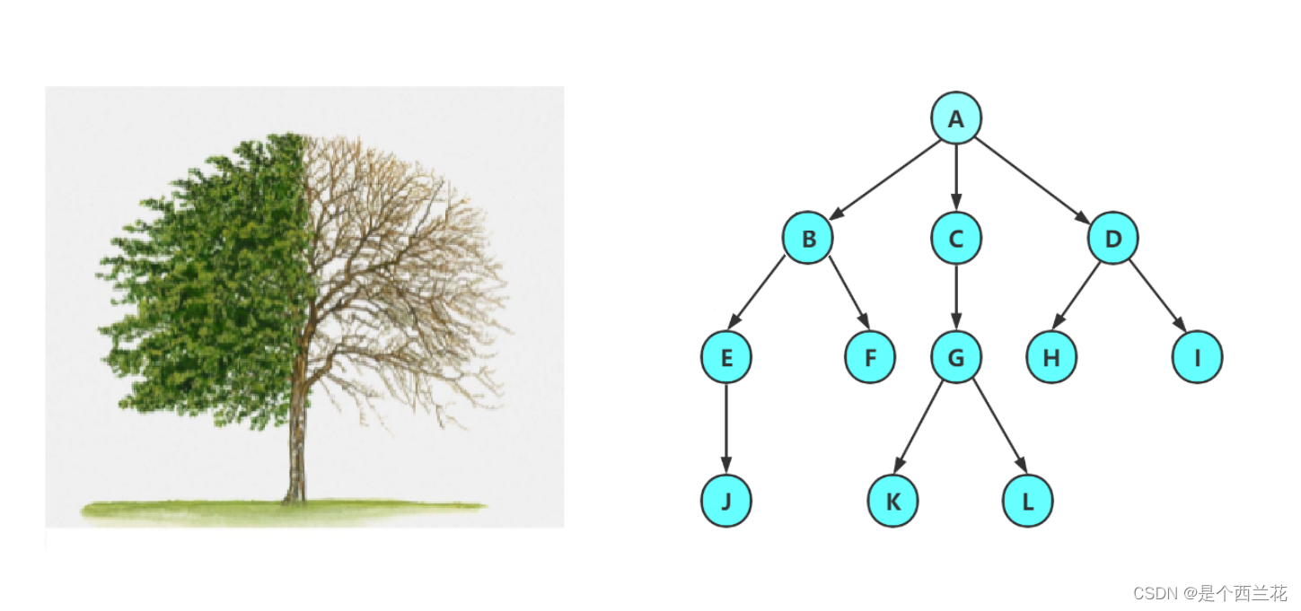 树和二叉树 --- 数据结构