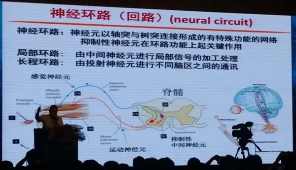 CCAI | 人工智能的将来，是否就埋藏在大脑那些神经元突触间美妙的电信号中？