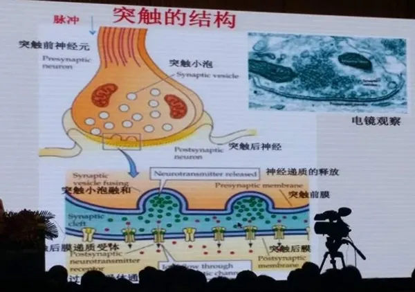 CCAI | 人工智能的将来，是否就埋藏在大脑那些神经元突触间美妙的电信号中？