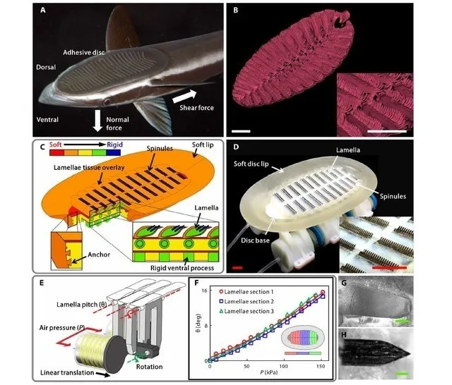 可“搭便车”的鮣鱼仿生机器人诞生了， 未来将应用于海洋生物探测等领域